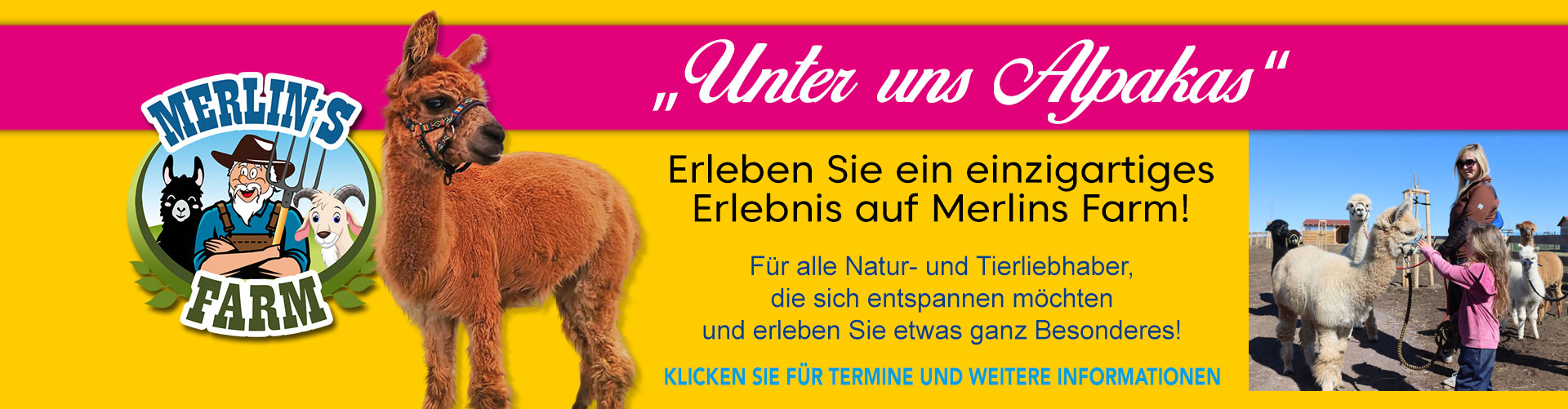 Unter uns Alpakas